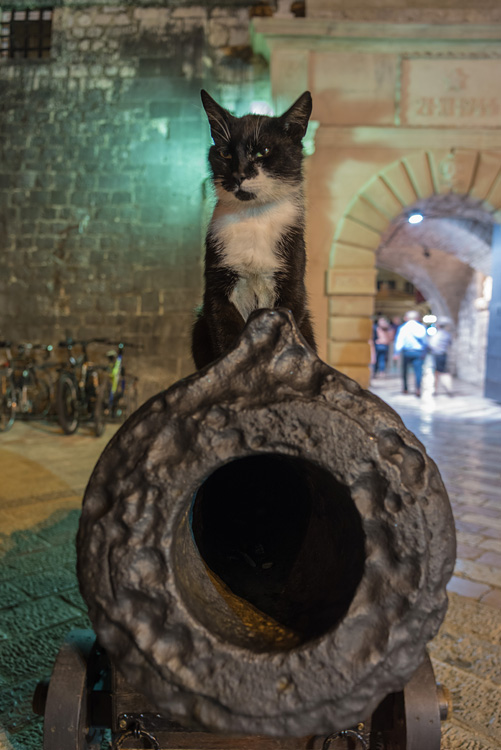 Cat on cannon