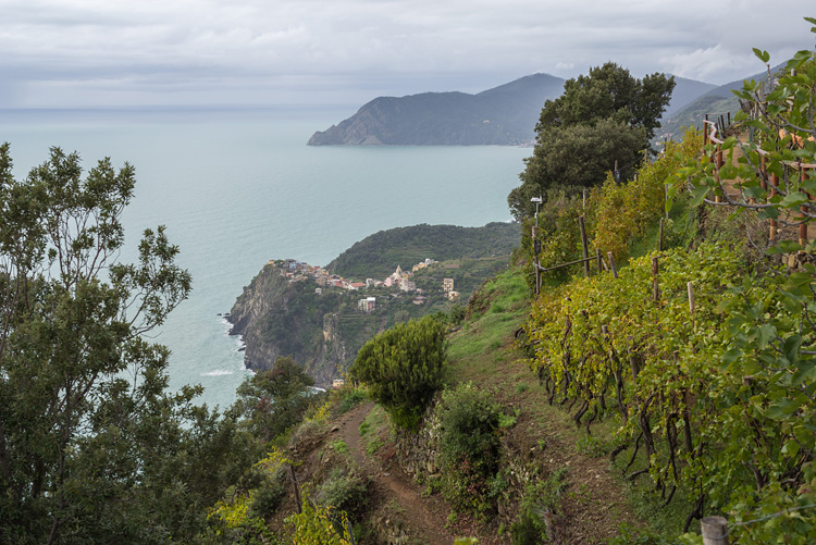 Corniglia from vineyard